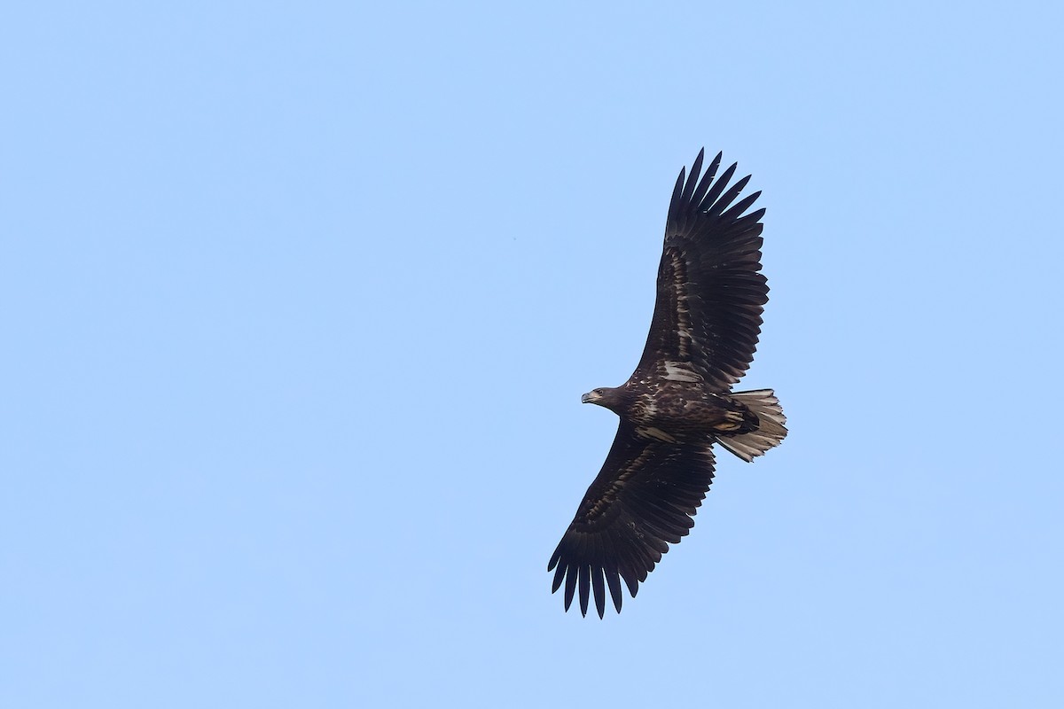 White-tailed Eagle - ML640882127