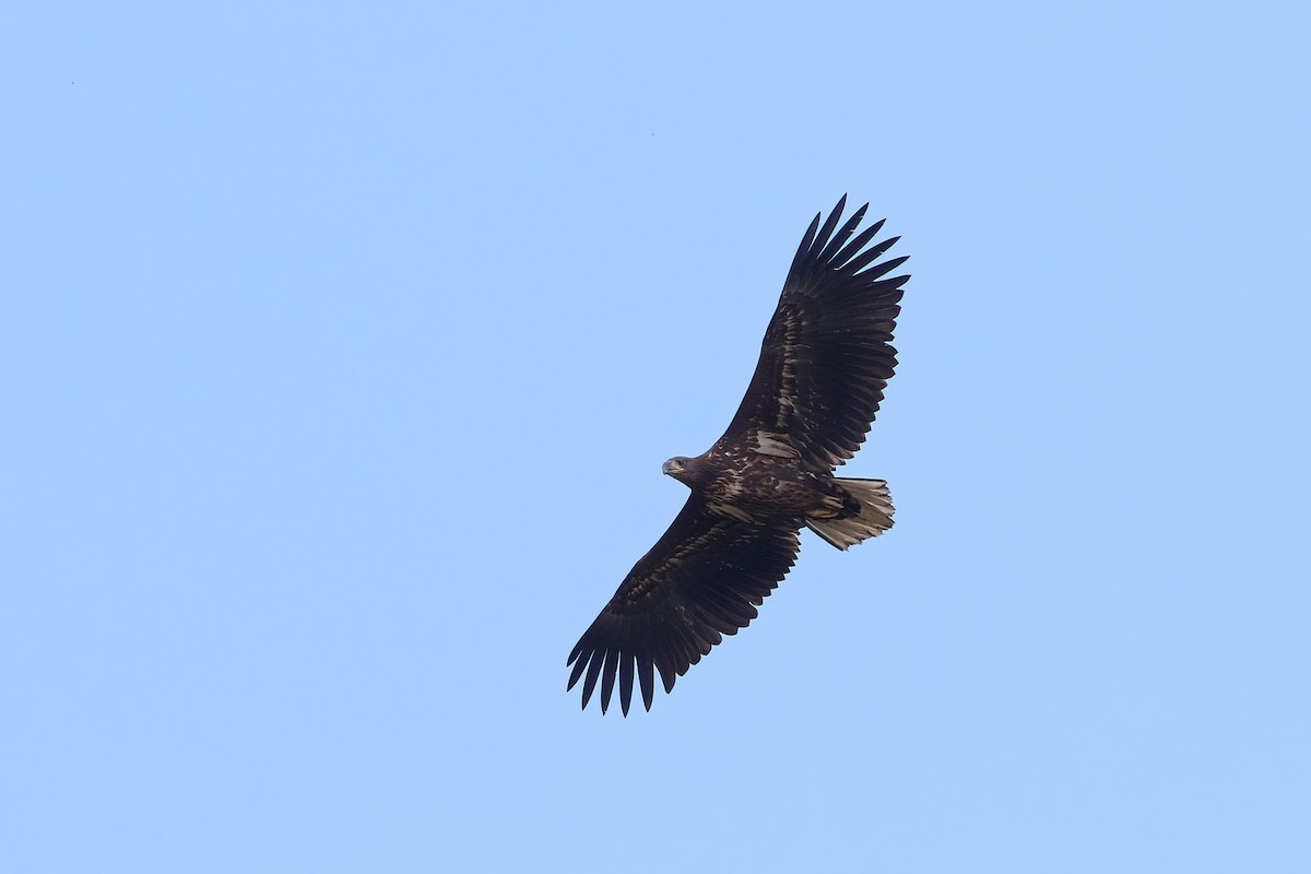 White-tailed Eagle - ML640882128