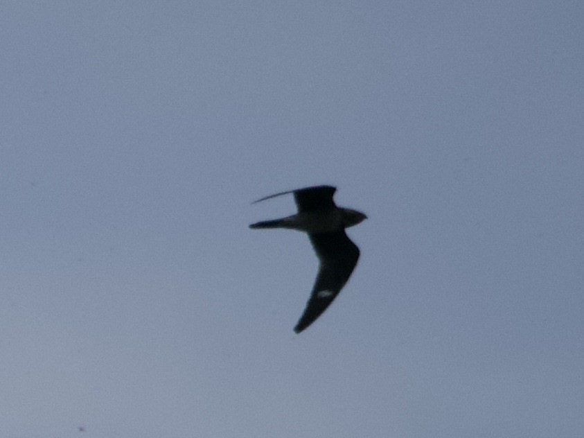 Common Nighthawk - ML640882160