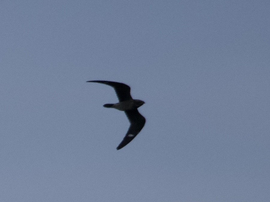 Common Nighthawk - ML640882161