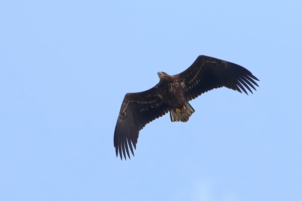 White-tailed Eagle - ML640882234
