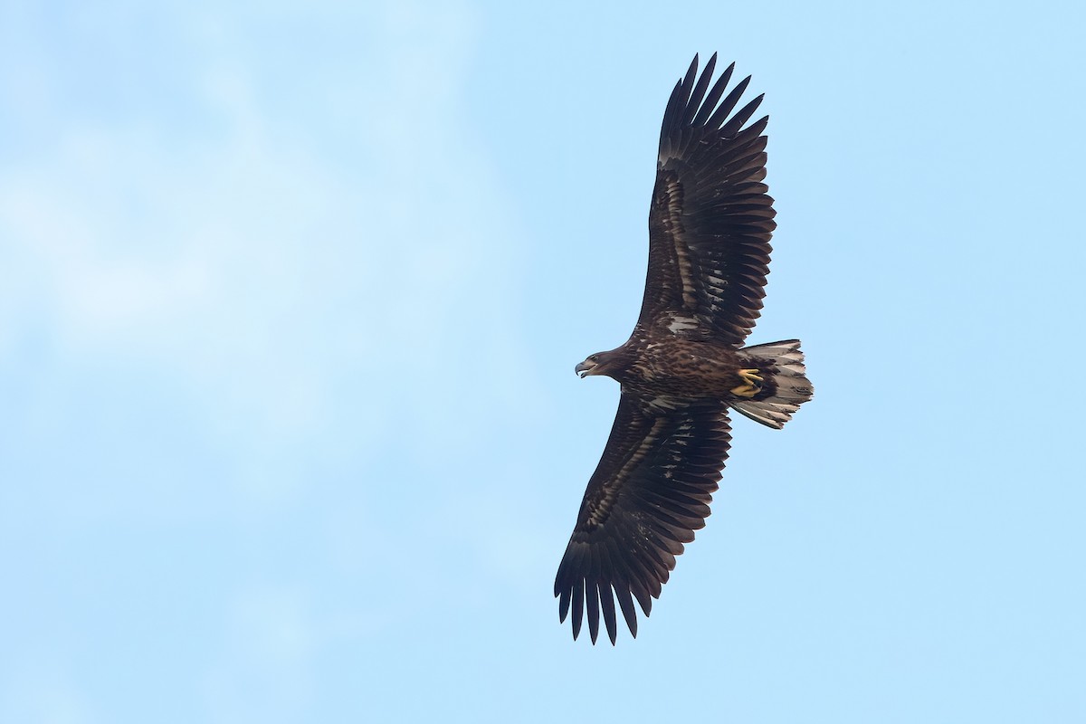 White-tailed Eagle - ML640882235
