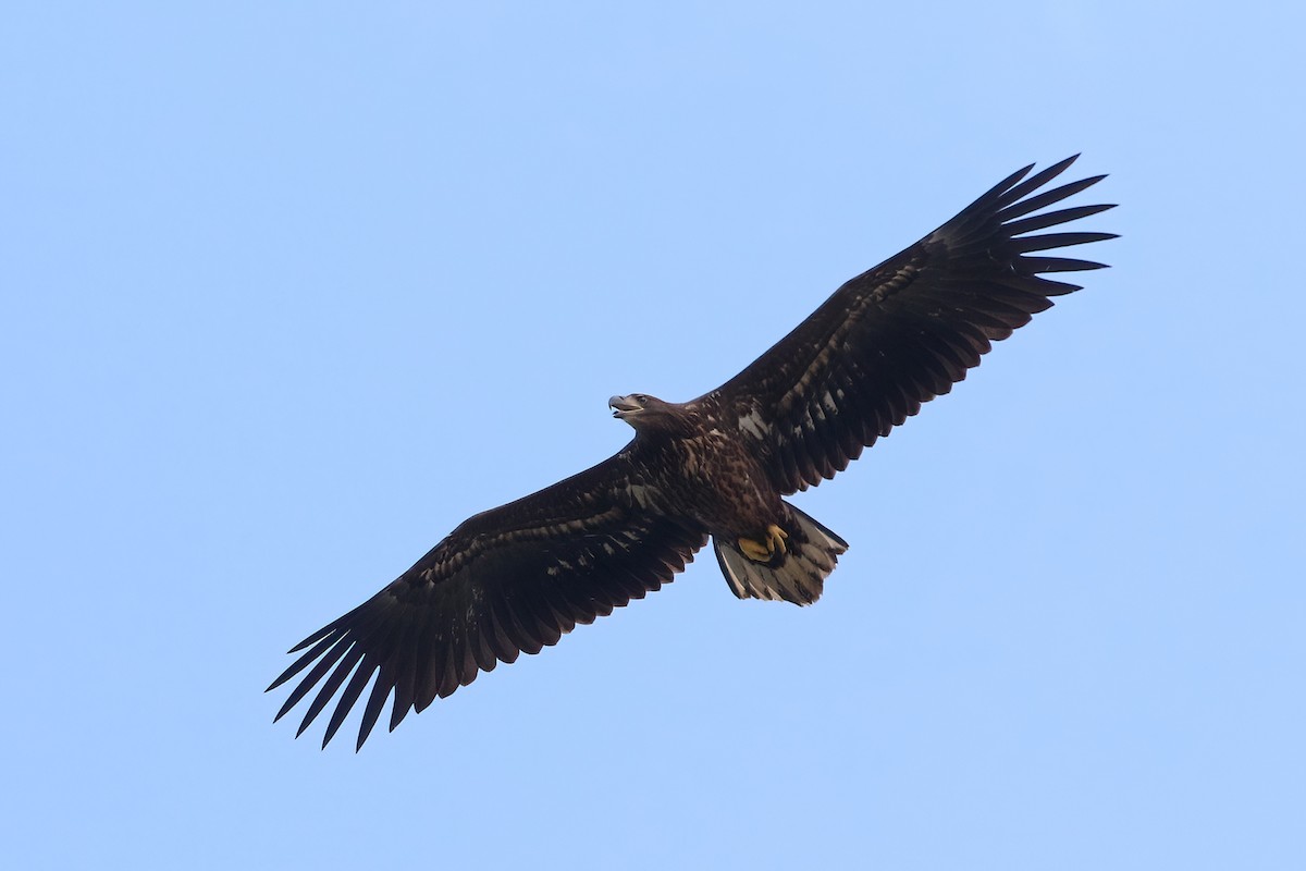 White-tailed Eagle - ML640882236