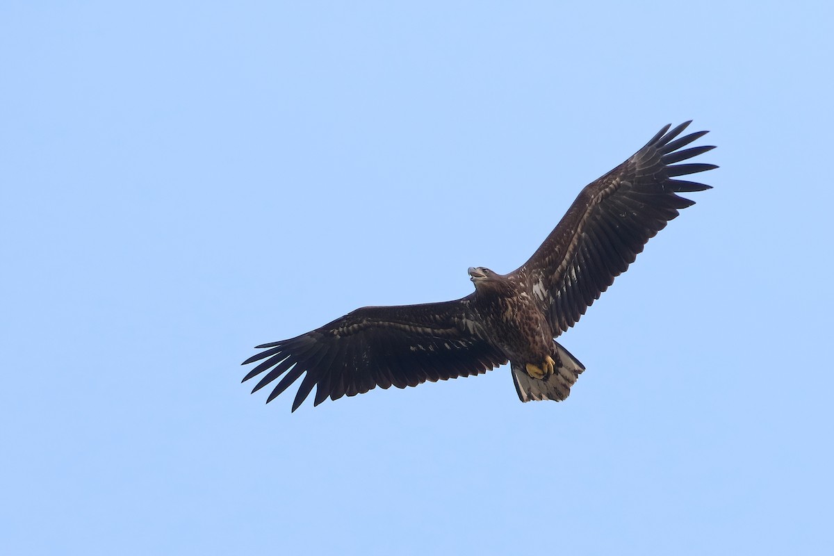 White-tailed Eagle - ML640882237