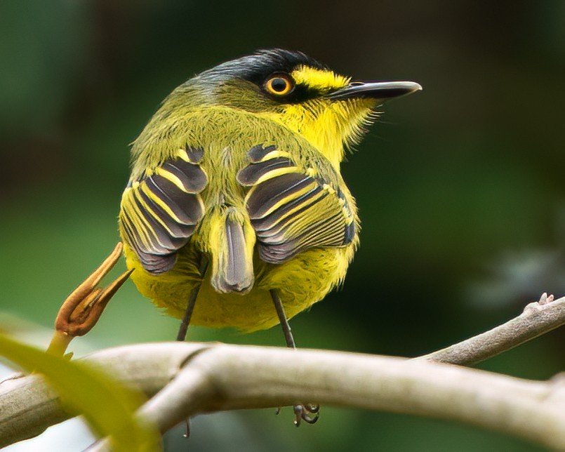 Gray-headed Tody-Flycatcher - ML640882327