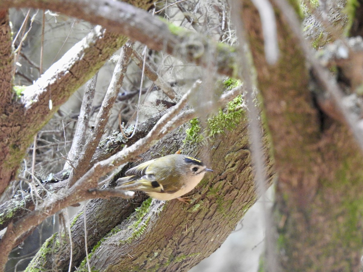 Goldcrest (Tenerife) - ML640882367