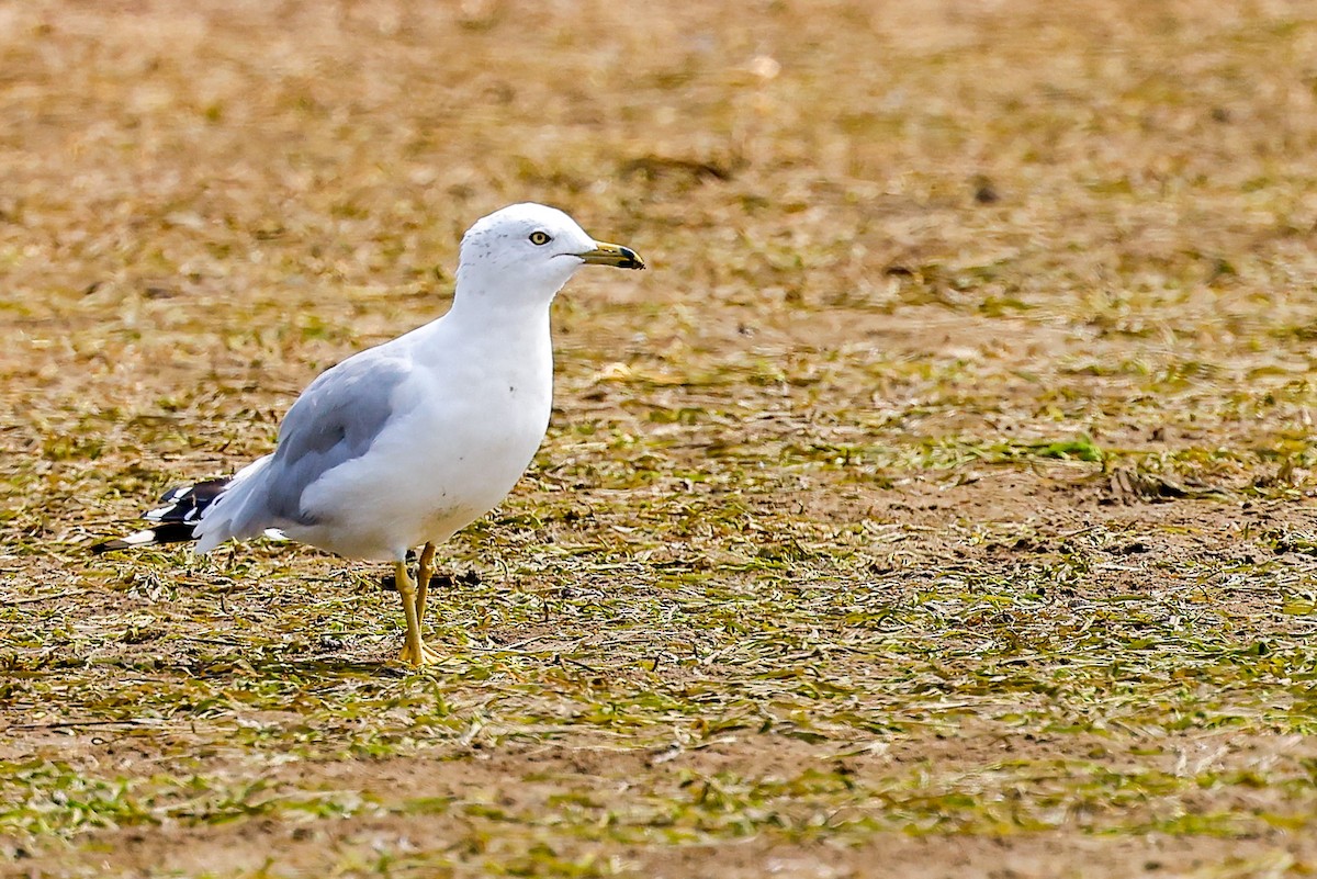 Ring-billed Gull - ML640882373
