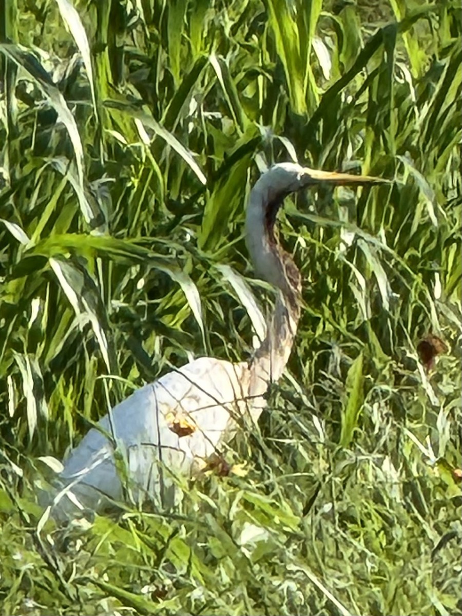 Great Blue Heron - ML640882375