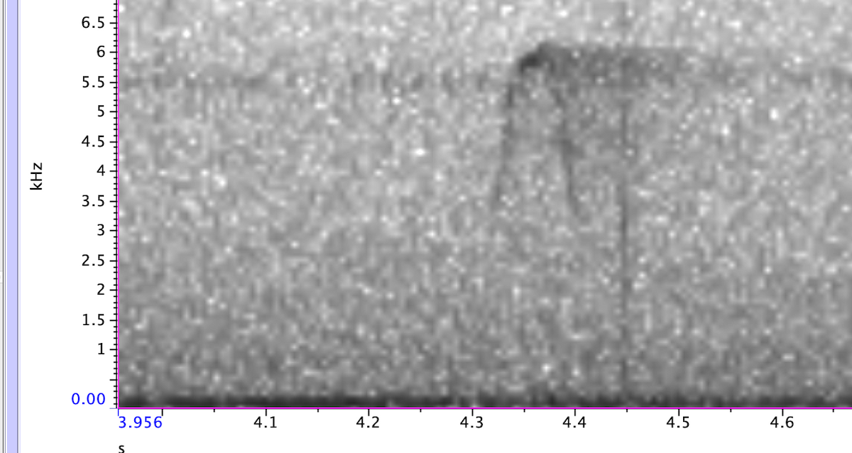 Yellow-bellied Flycatcher - ML640882409