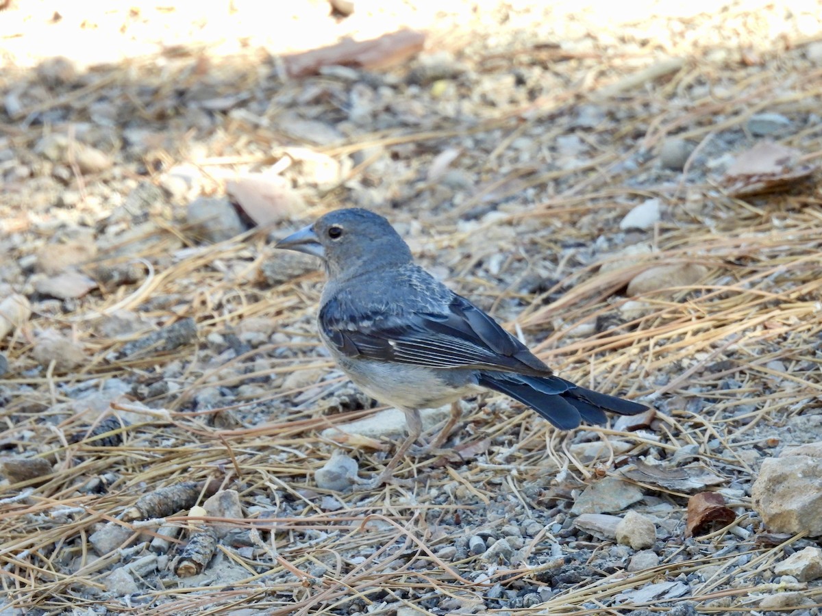 Tenerife Blue Chaffinch - ML640882411