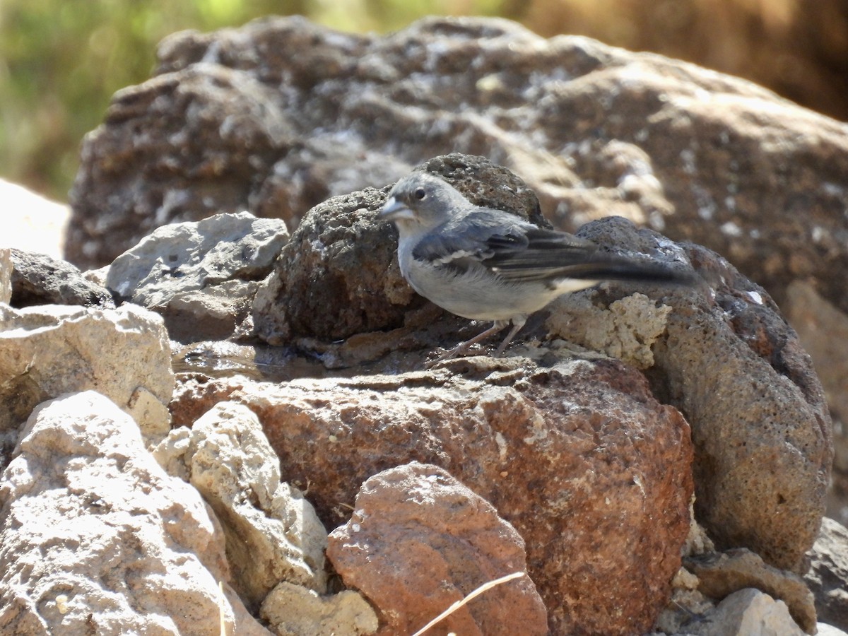 Tenerife Blue Chaffinch - ML640882412
