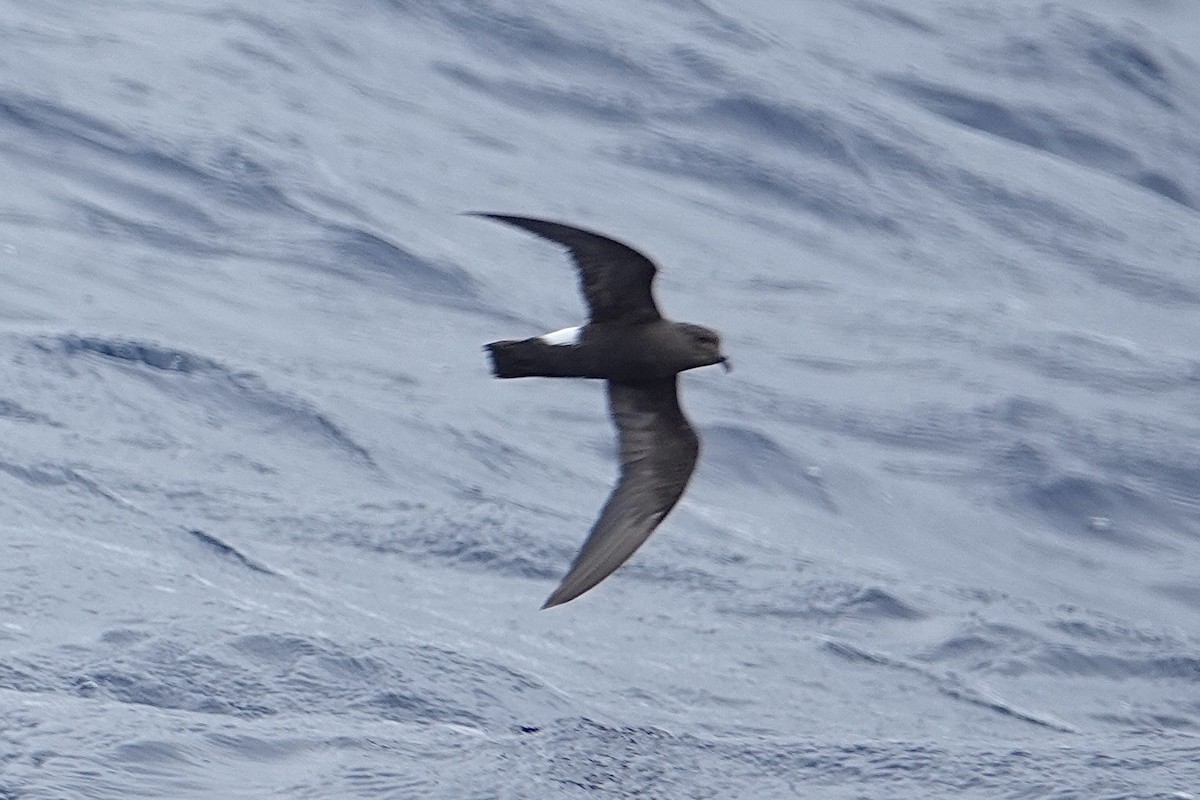 Band-rumped Storm-Petrel - ML640882439