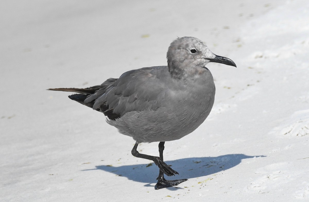Gray Gull - ML640882445
