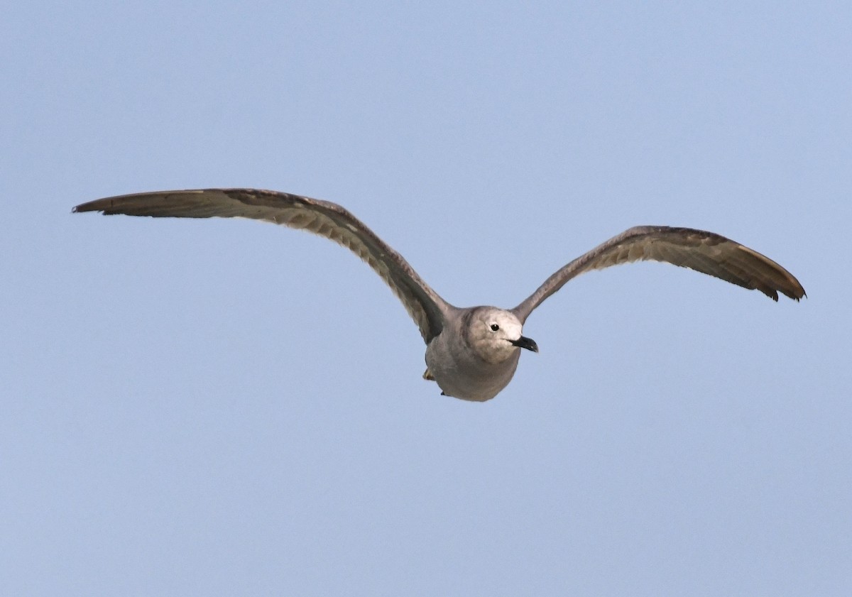 Gray Gull - ML640882448