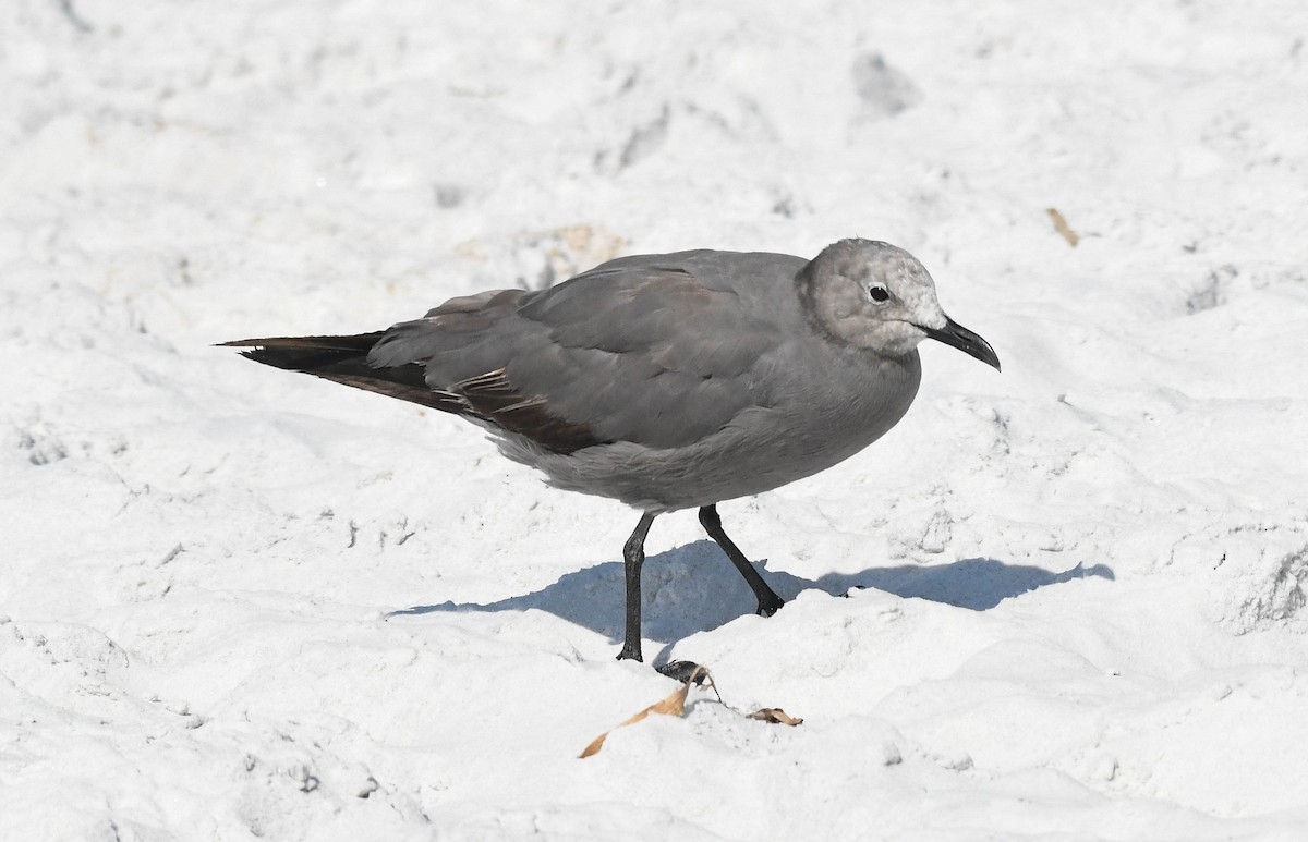 Gray Gull - ML640882449