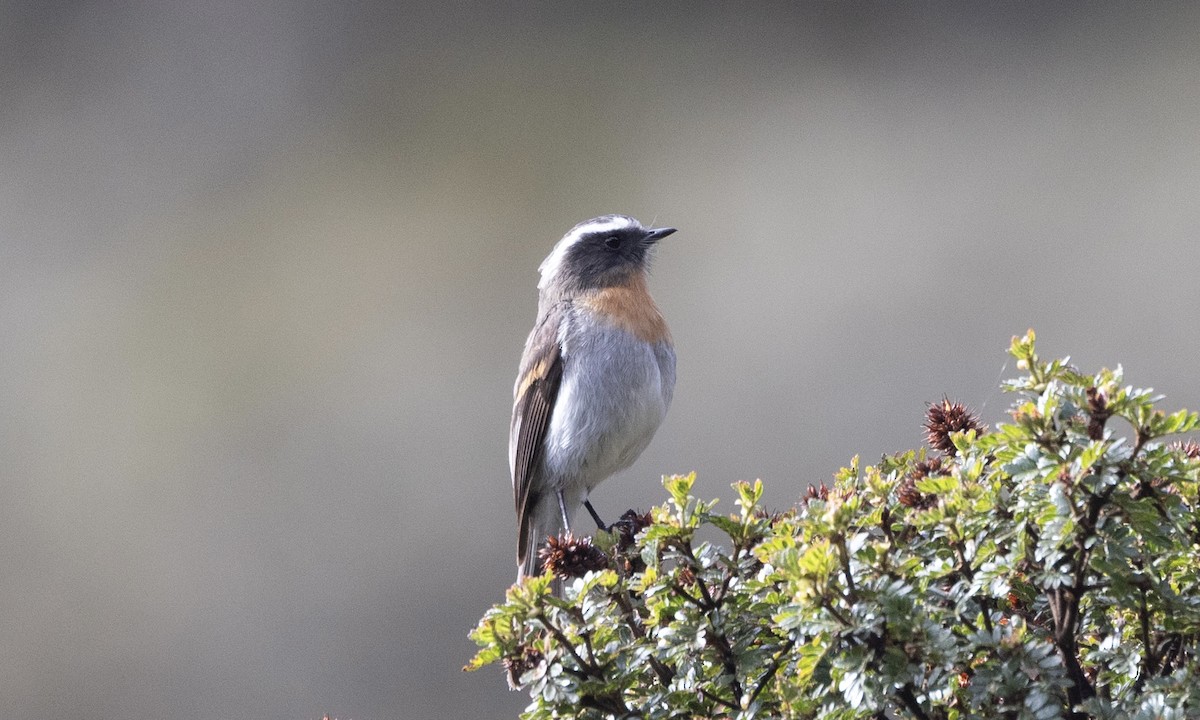 Rufous-breasted Chat-Tyrant - ML640882475