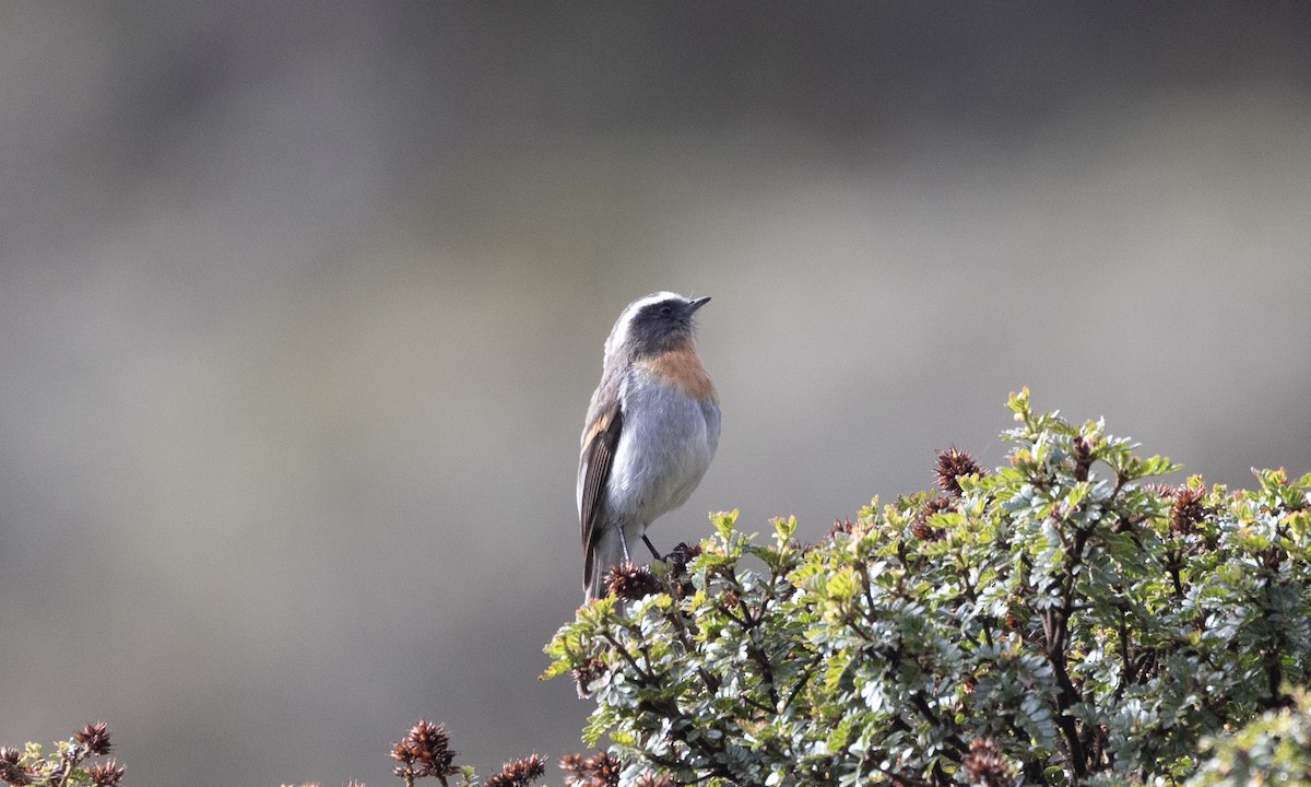 Rufous-breasted Chat-Tyrant - ML640882476
