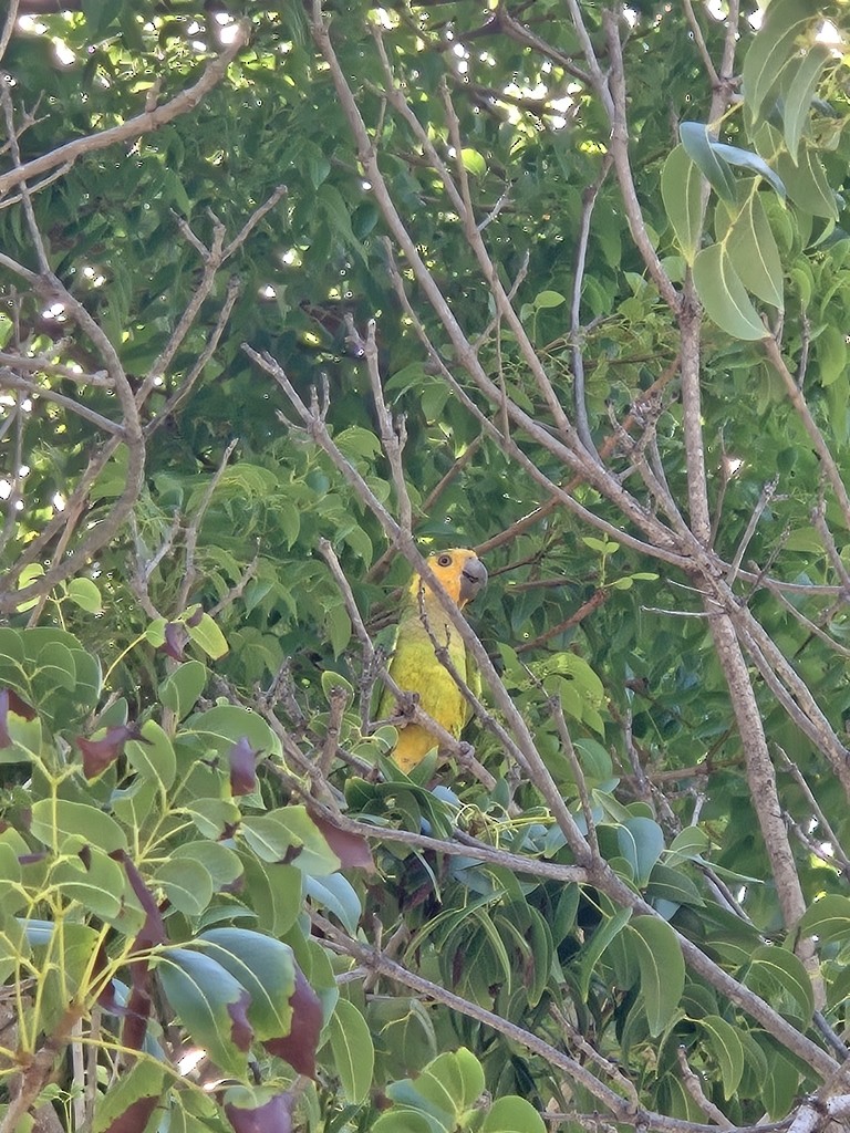 Yellow-shouldered Amazon - ML640882482