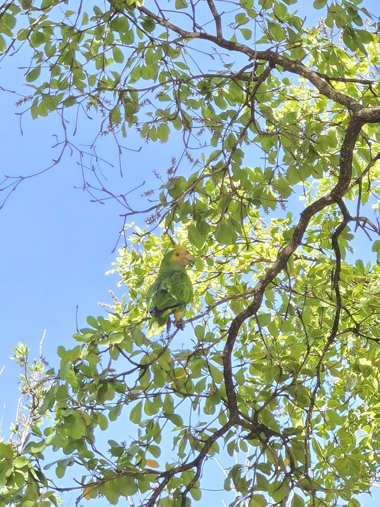 Yellow-shouldered Amazon - ML640882483