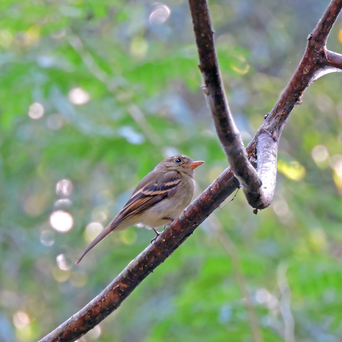 Euler's Flycatcher - ML640882516