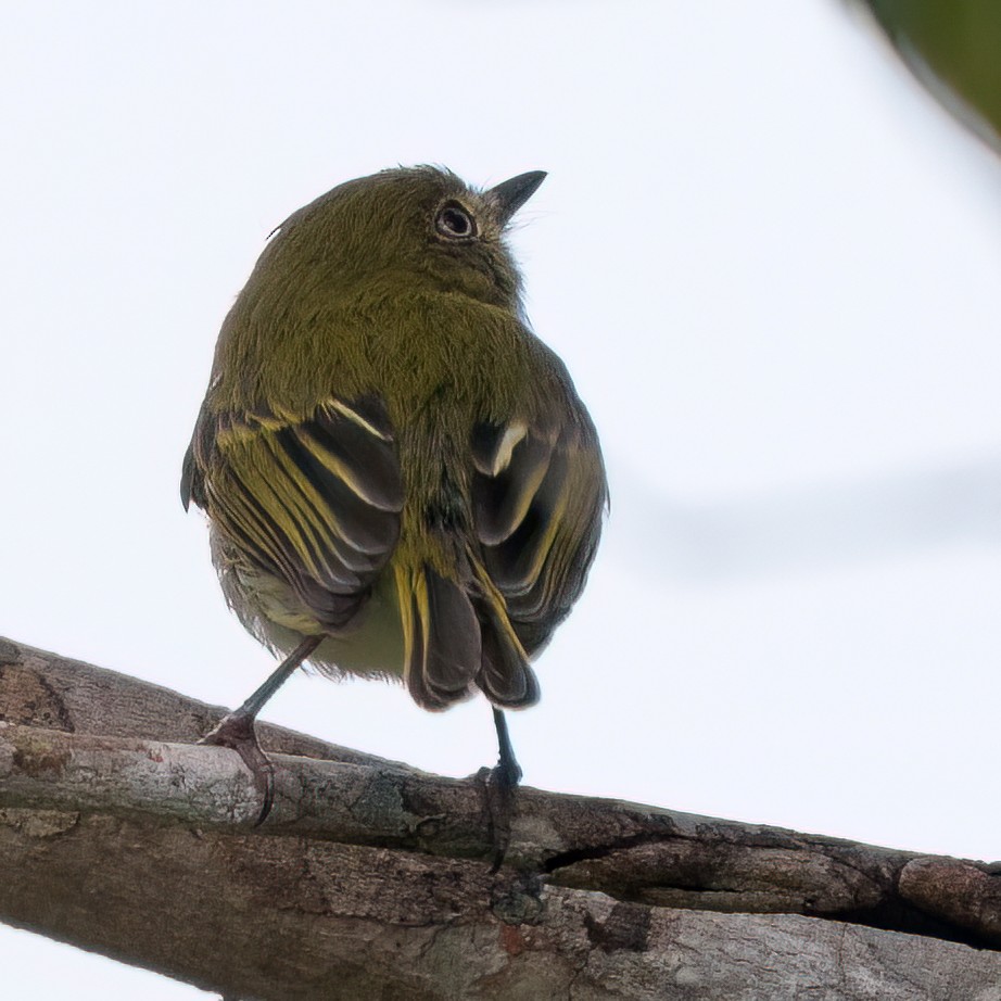 Hangnest Tody-Tyrant - ML640882529