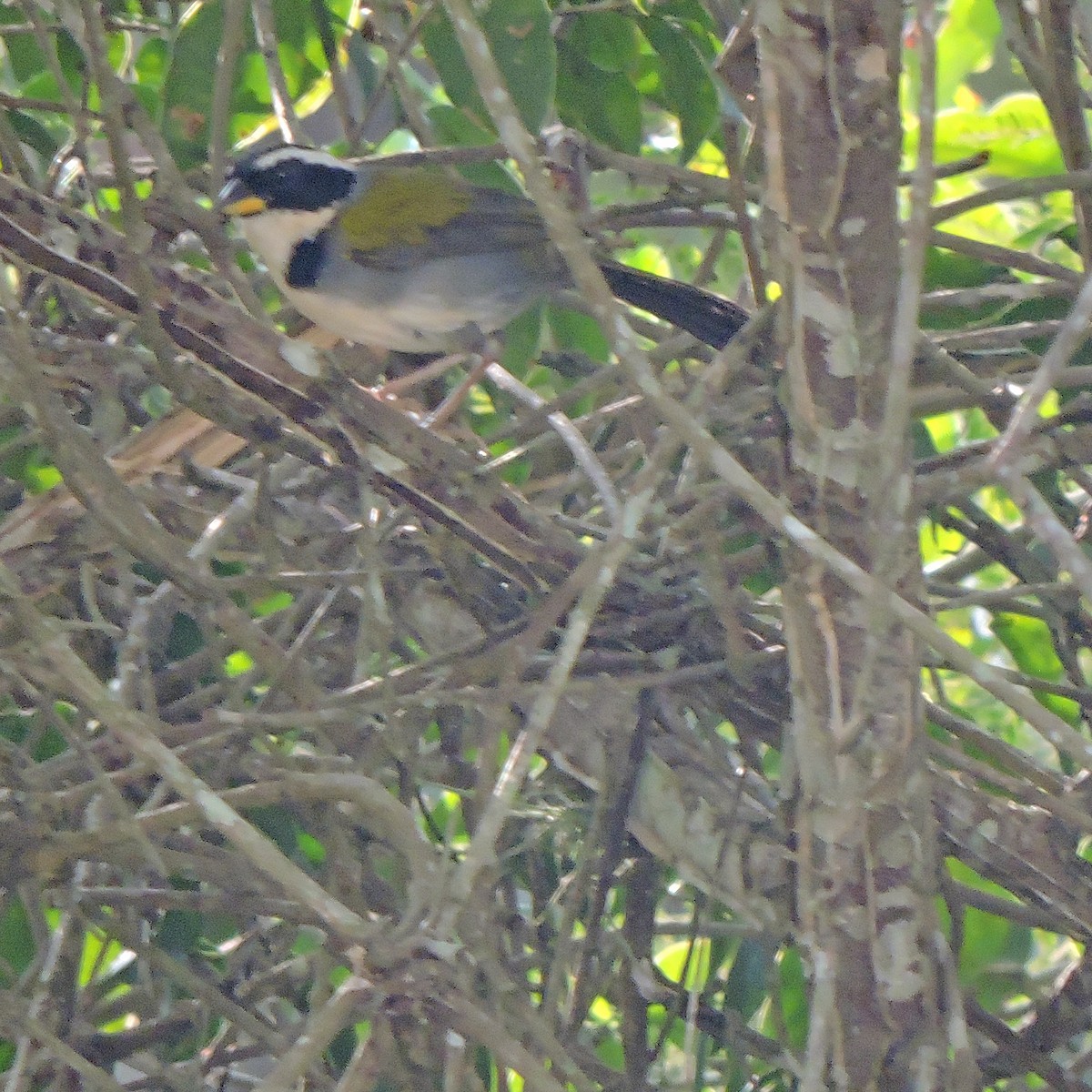 Half-collared Sparrow - ML640882538