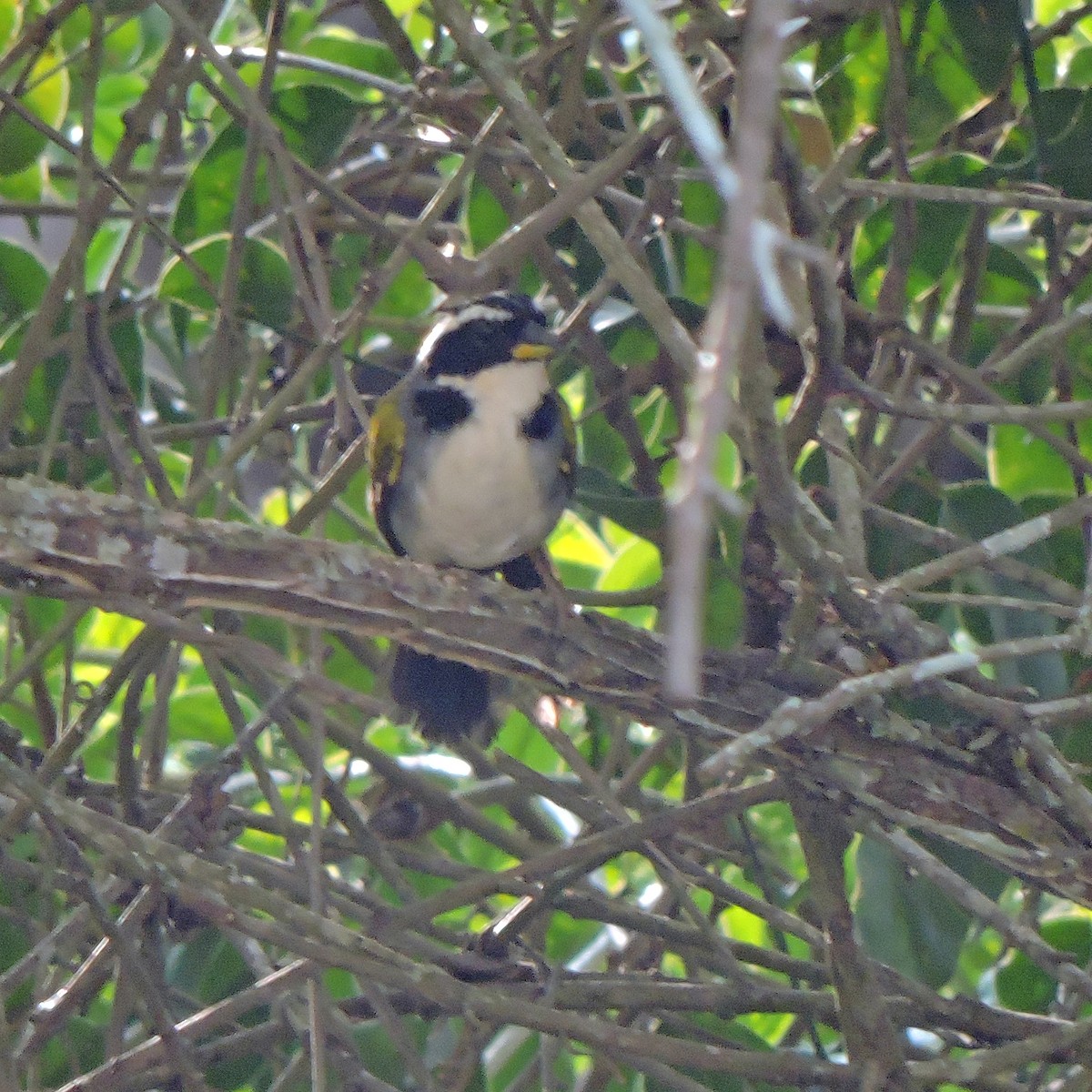 Half-collared Sparrow - ML640882539