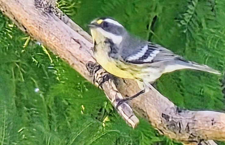 Black-throated Gray Warbler - ML640882540
