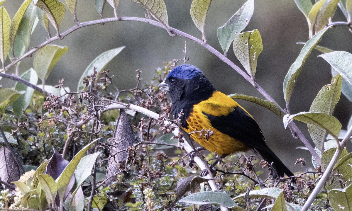 Golden-backed Mountain Tanager - ML640882561