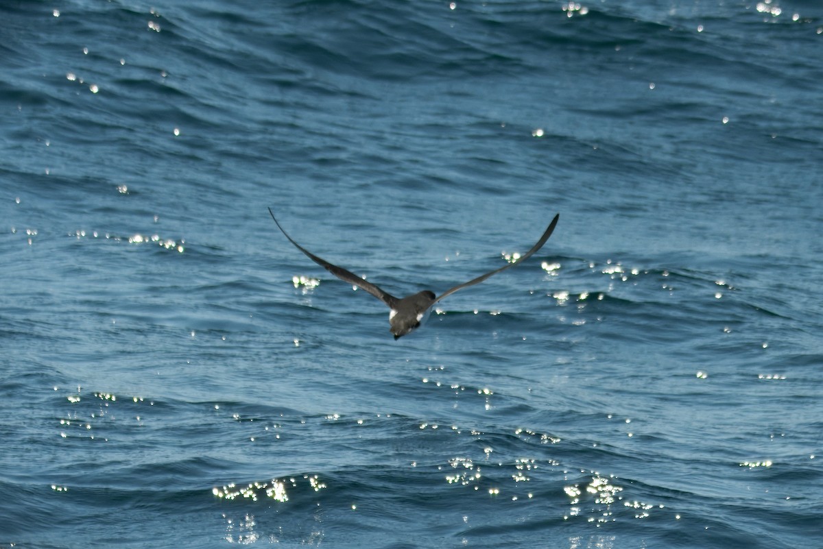 Manx Shearwater - ML640882725