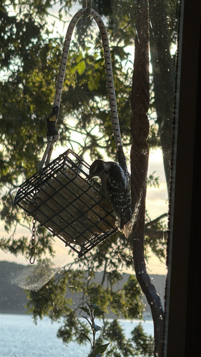 Downy Woodpecker (Eastern) - ML640882744