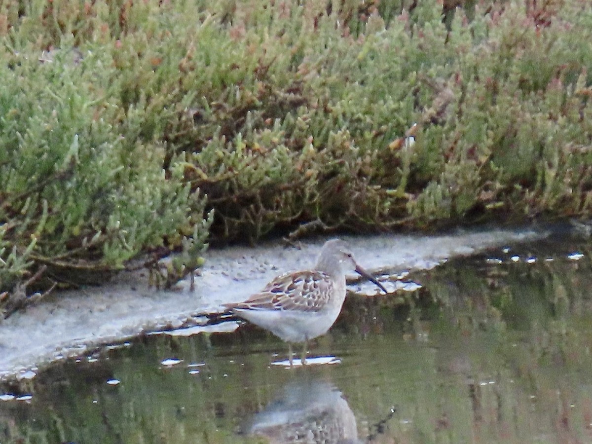 Stilt Sandpiper - ML640882767