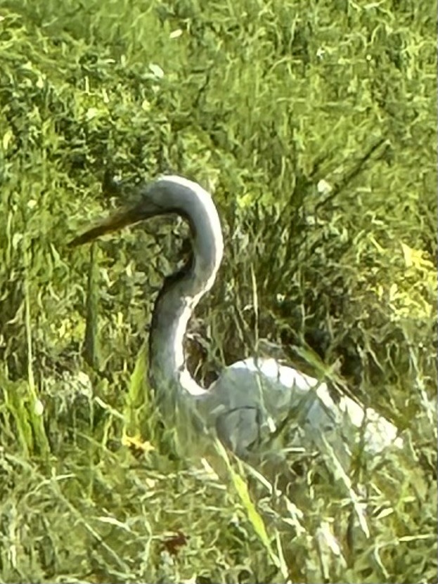 Great Blue Heron - ML640882791