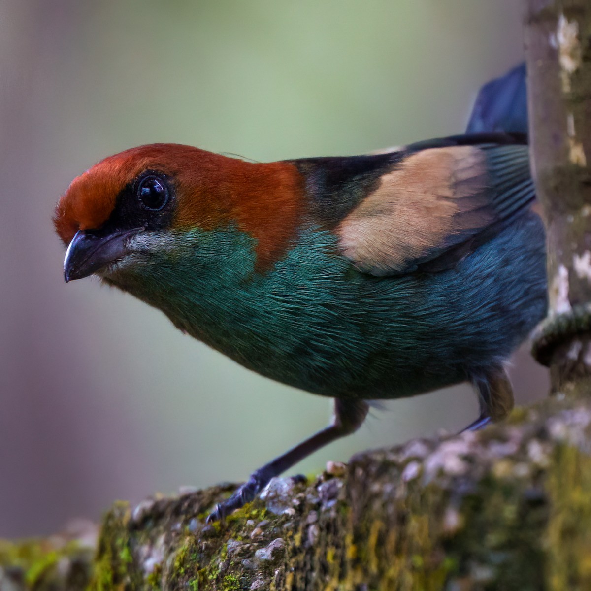 Black-backed Tanager - ML640882900