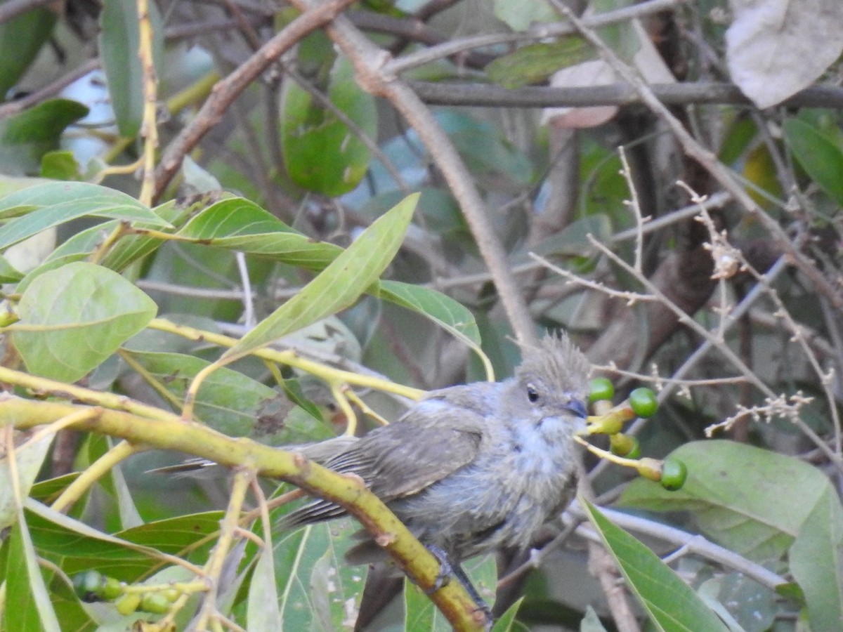 Plain-crested Elaenia - ML640883025
