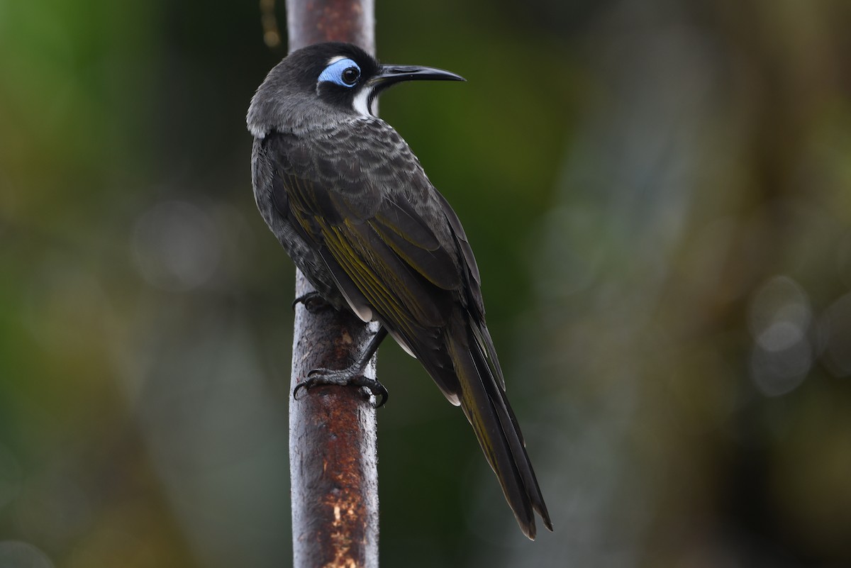 Belford's Melidectes - ML640883035