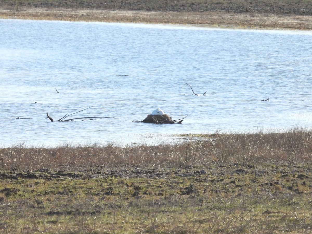 Coscoroba Swan - ML640883038