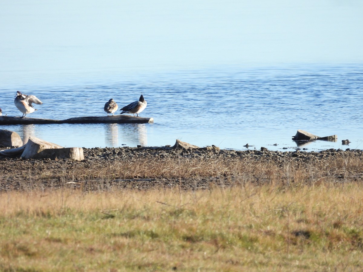 Chiloe Wigeon - ML640883051