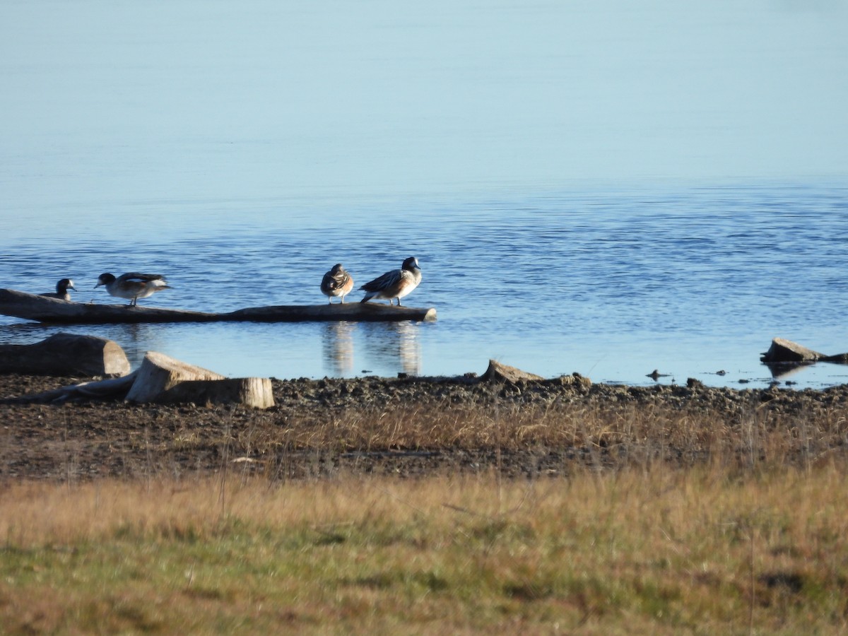 Chiloe Wigeon - ML640883052