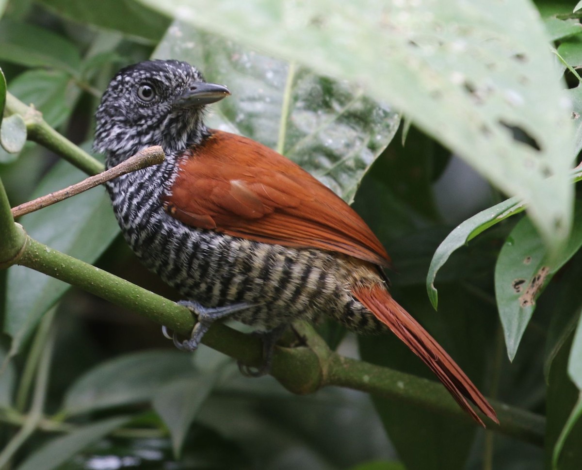 Chestnut-backed Antshrike - ML640883130