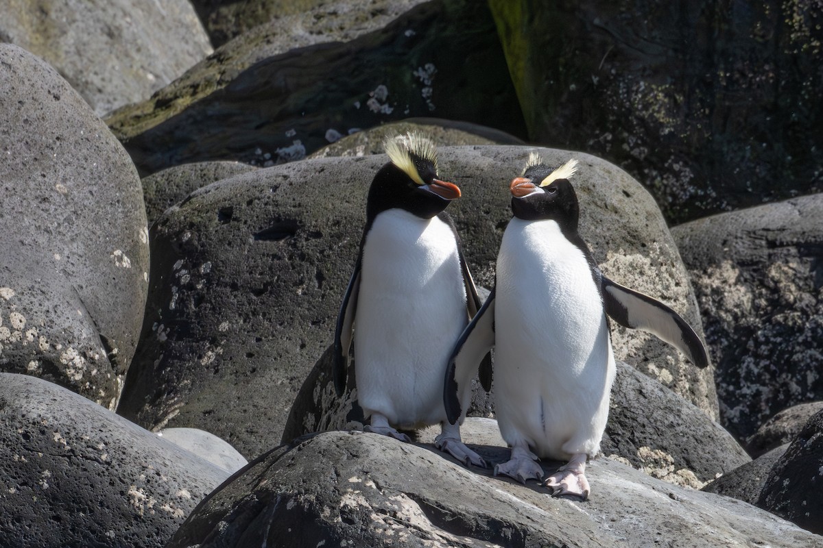 Erect-crested Penguin - ML640883159