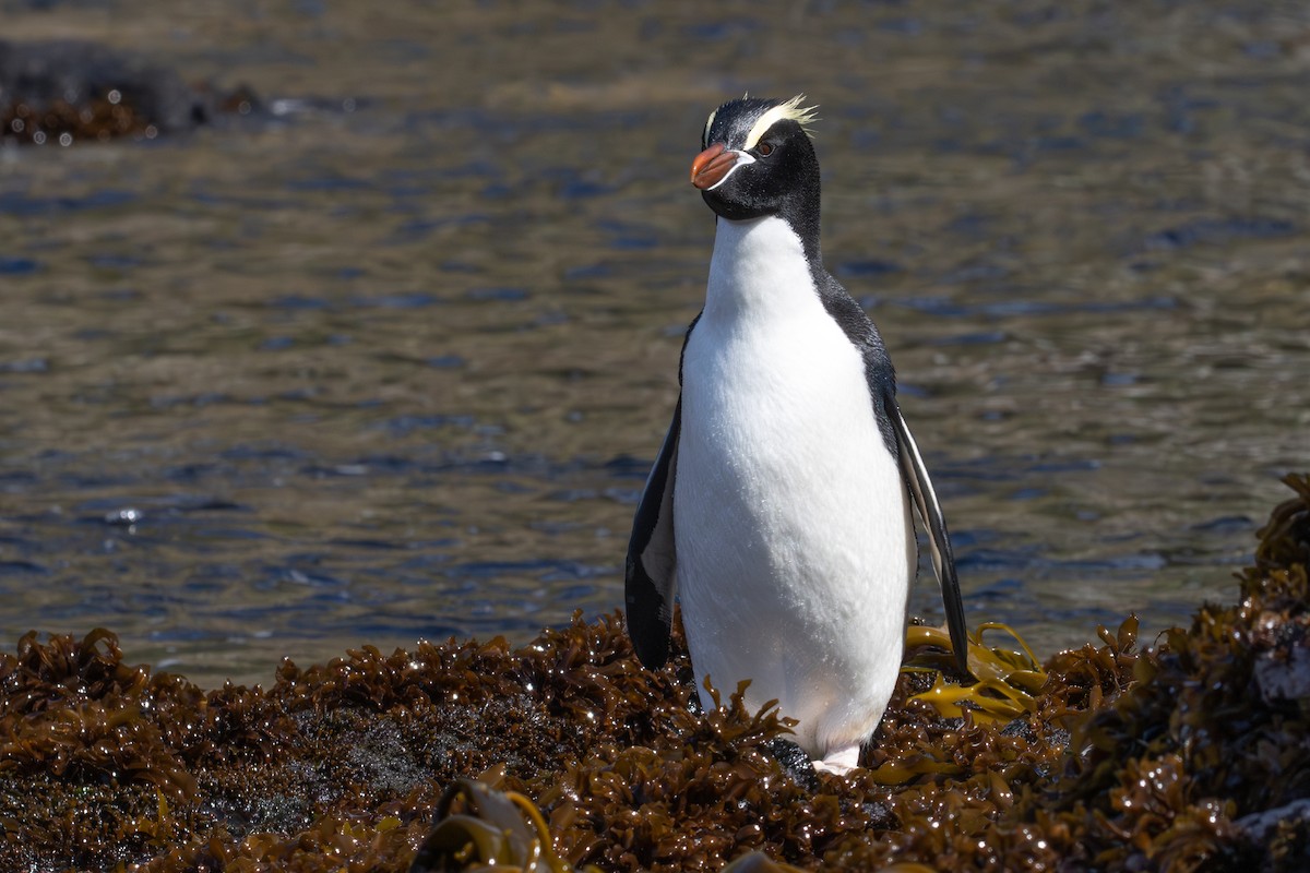 Erect-crested Penguin - ML640883160