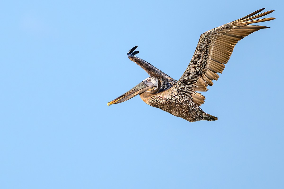 Brown Pelican - ML640883181