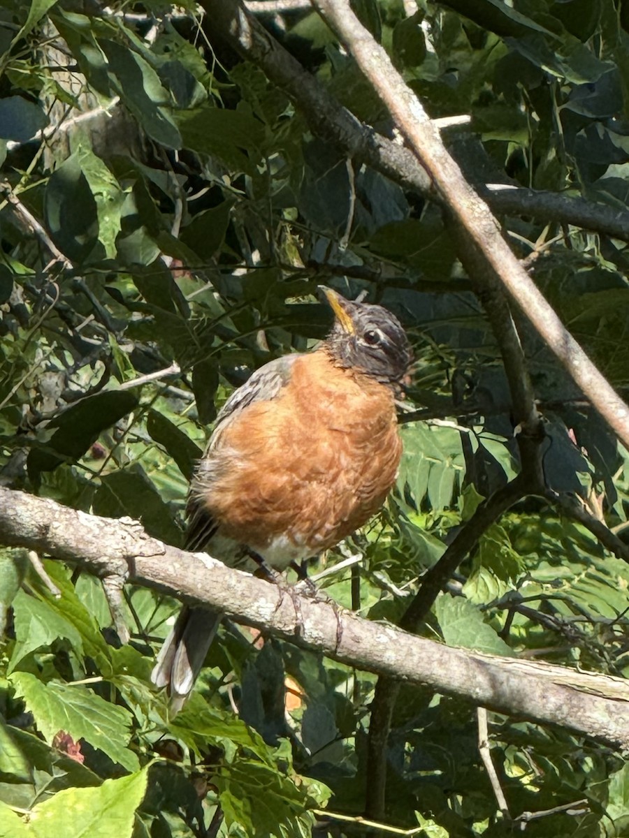 American Robin - ML640883260