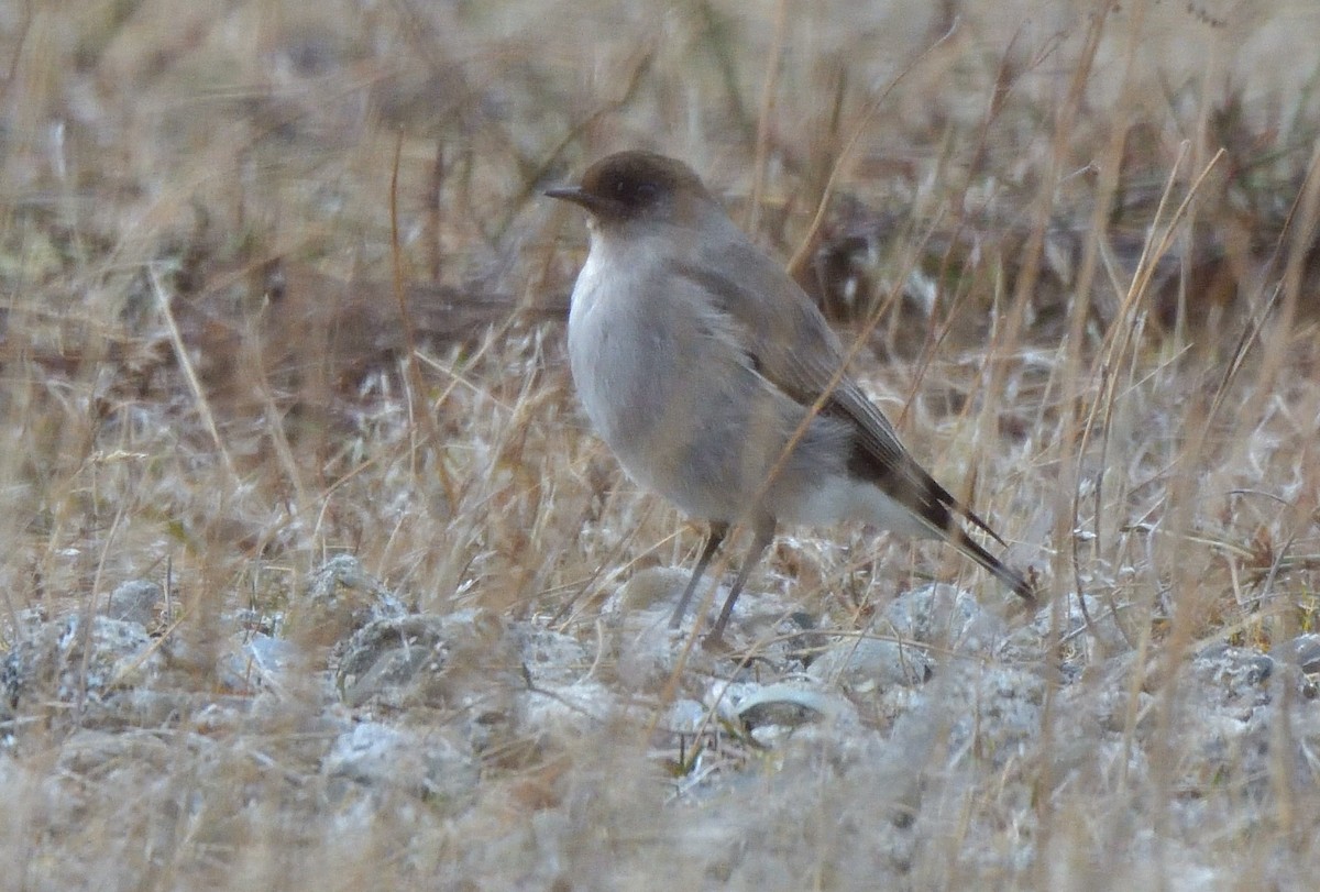 Dark-faced Ground-Tyrant - ML640883304