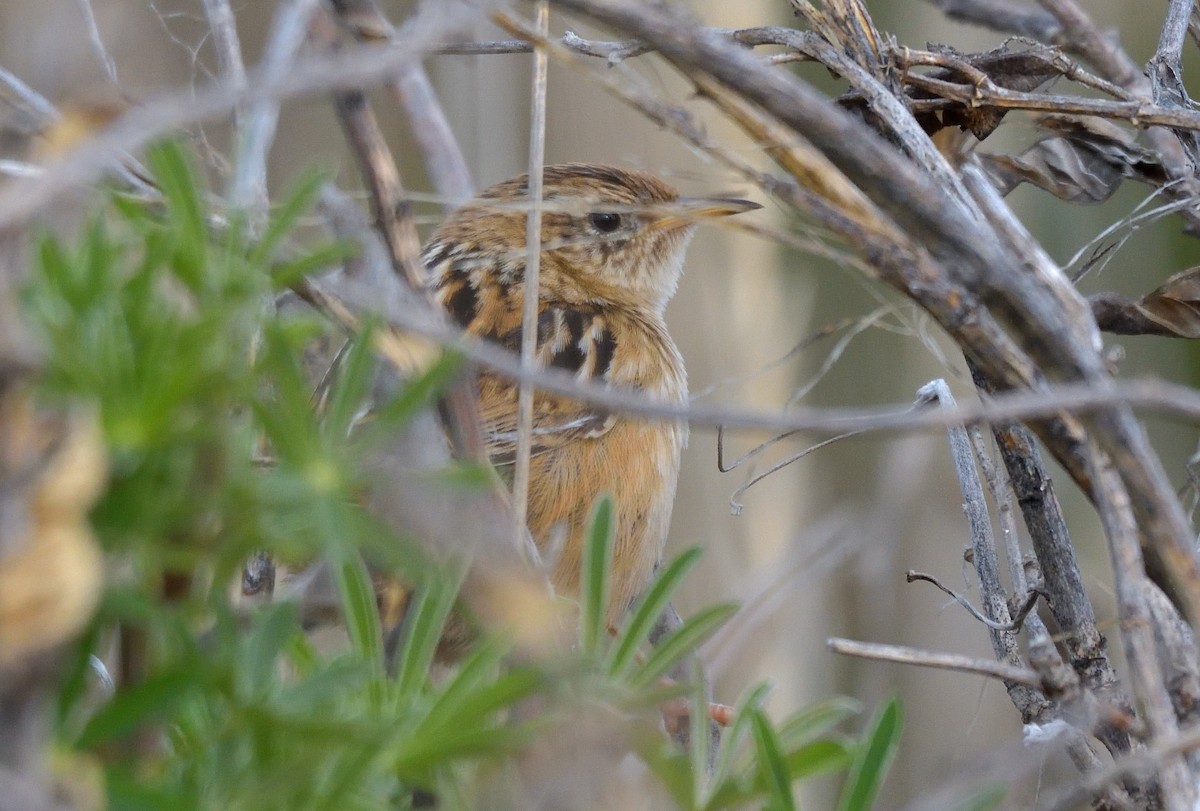 Grass Wren - ML640883346