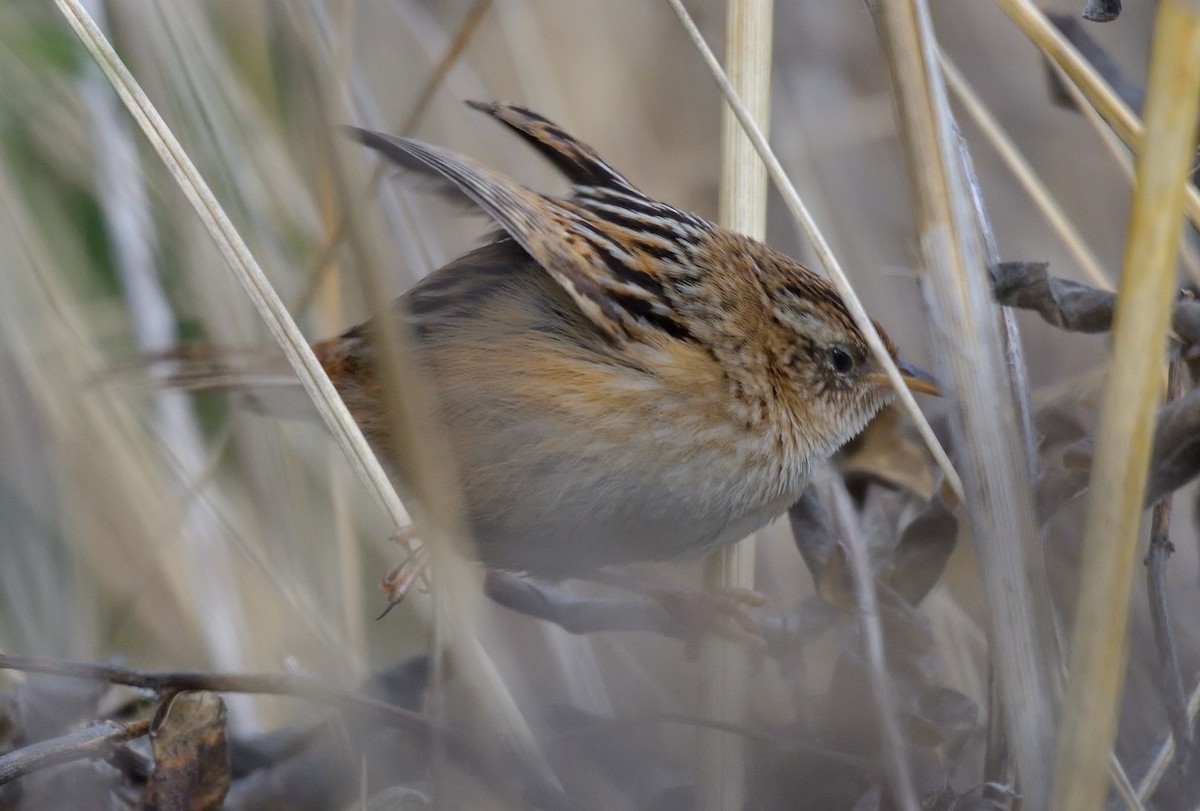 Grass Wren - ML640883347