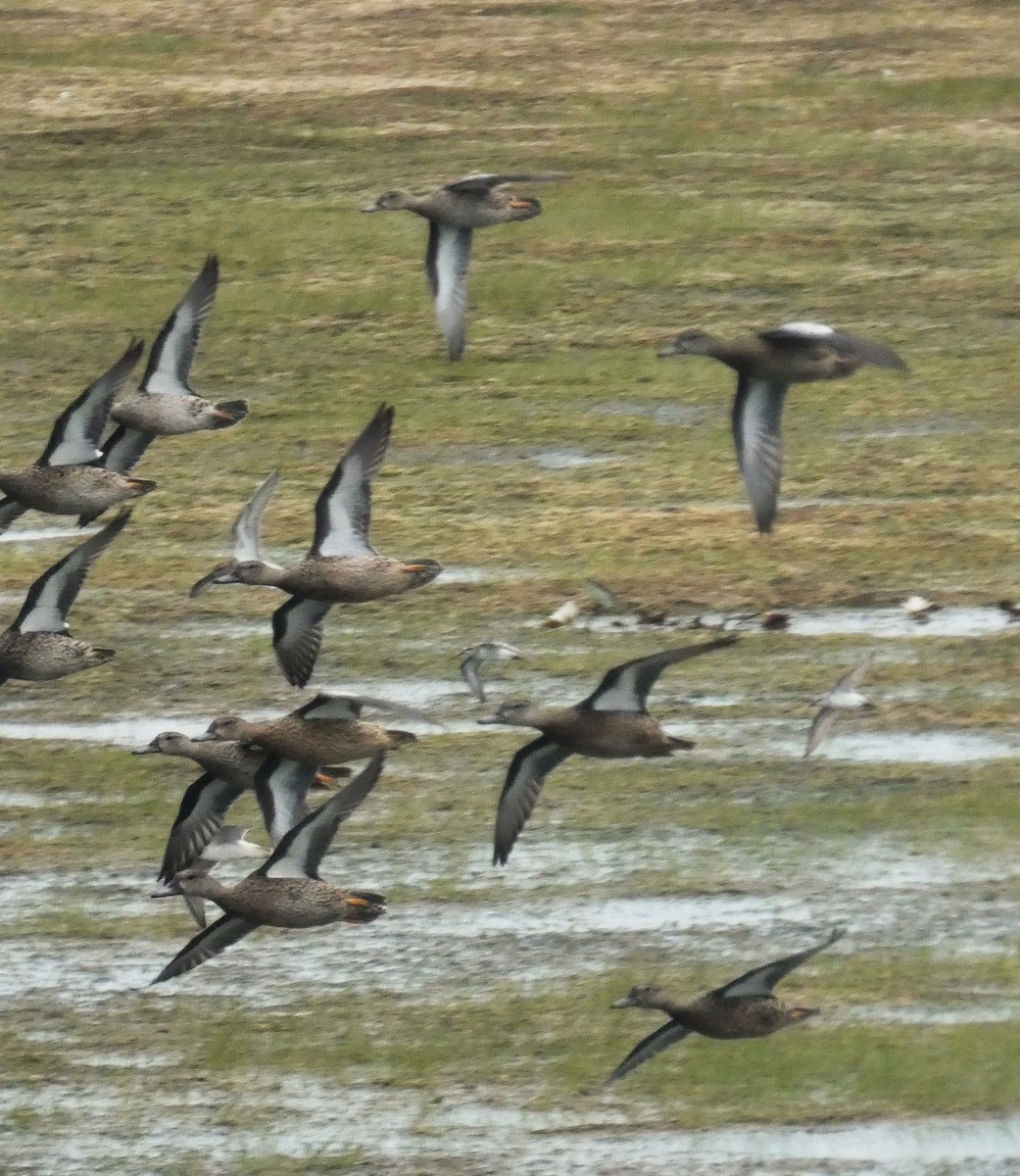 Blue-winged Teal - ML640883349