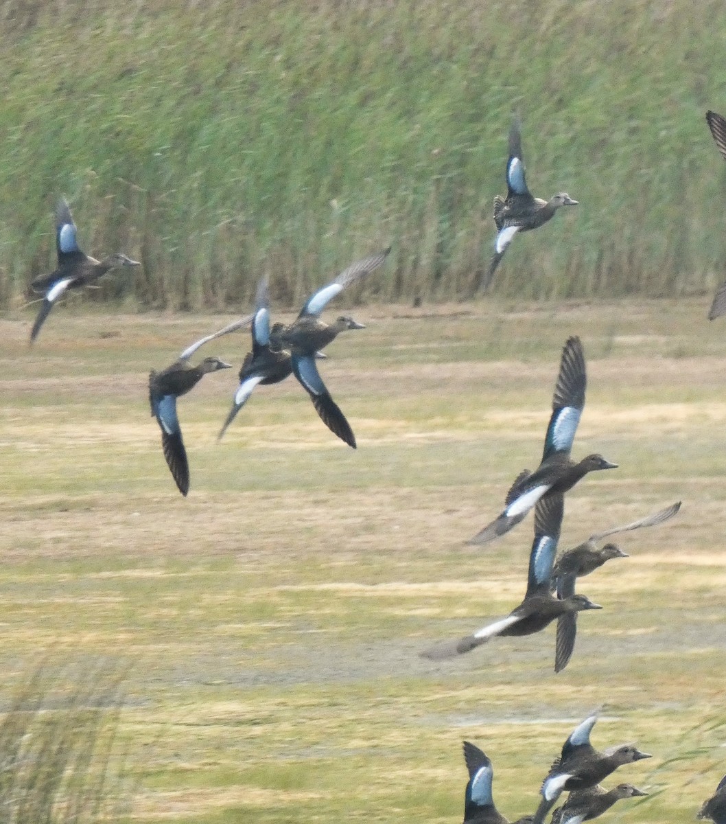 Blue-winged Teal - ML640883350