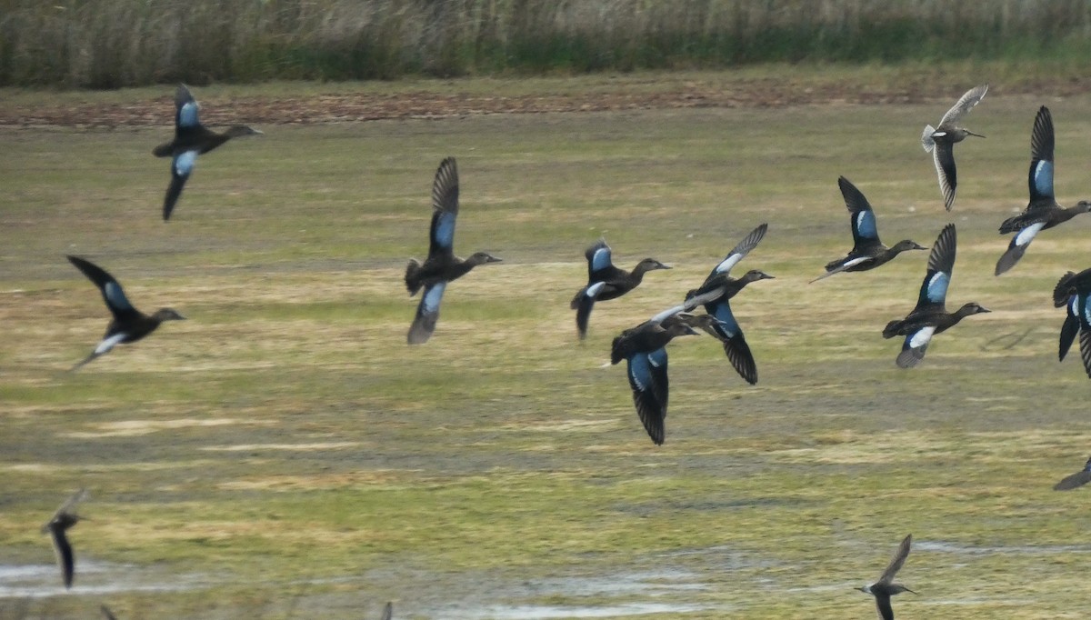 Blue-winged Teal - ML640883351